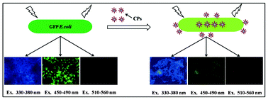 A novel one-step synthesis of PEG passivated multicolour fluorescent carbon dots for potential biolab