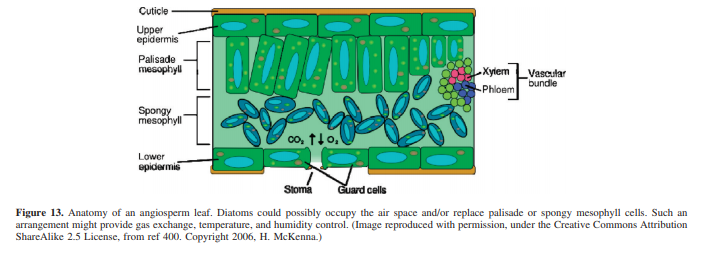 Milking Diatoms for Sustainable Energy: Biochemical Engineering versus Gasoline-Secreting Diatom Sola