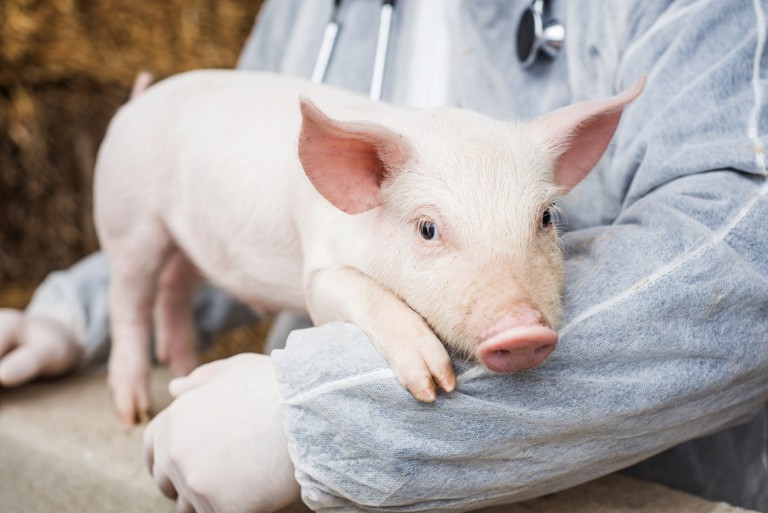 Scientists Achieve Breakthrough on Path to Pig-to-Human Heart Transplants