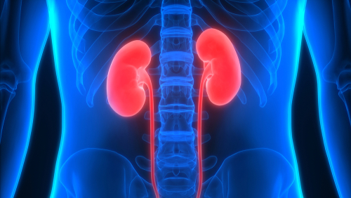 Scientists Make Breakthrough In Advanced Kidney Cancer Treatment