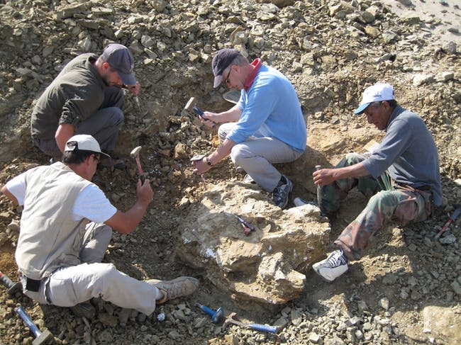 Along the Coast of Peru, Scientists Discover an Ancient Whale With 4 Legs