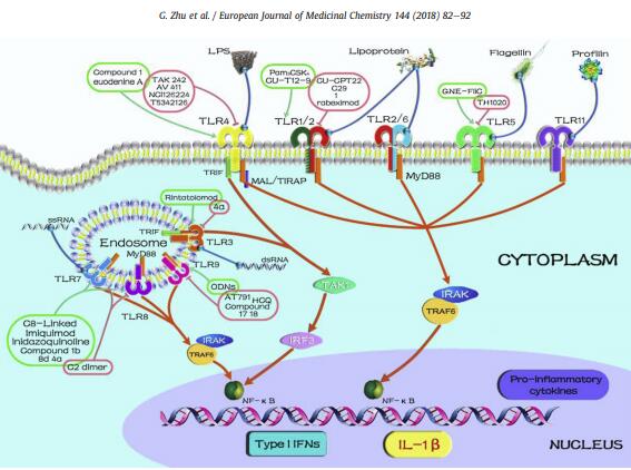 Targeting pattern-recognition receptors to discover new small molecule immune modulators