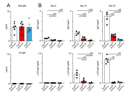 Germinal Center B Cells Are Essential for Collagen-Induced Arthritis