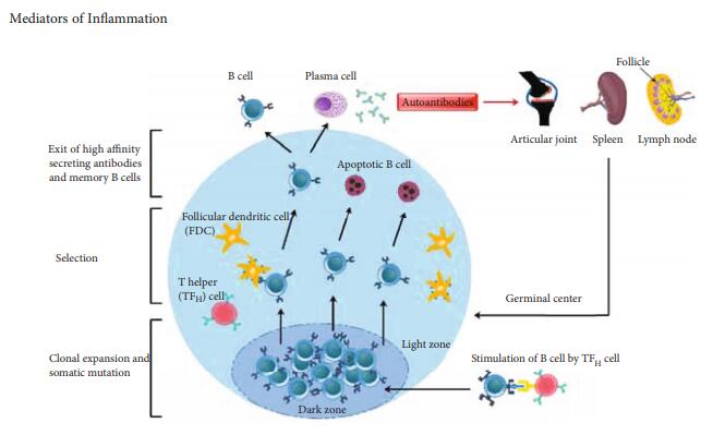 Autoantibodies as Diagnostic Markers and Mediator of Joint Inflammation in Arthritis