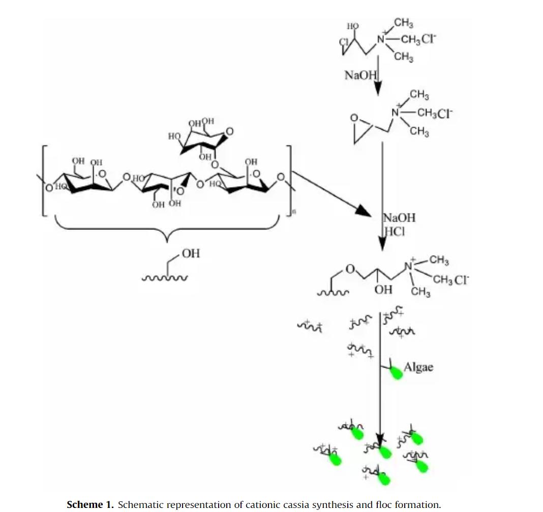 Study of algal biomass harvesting using cationic guar gum from the natural plant source as flocculant