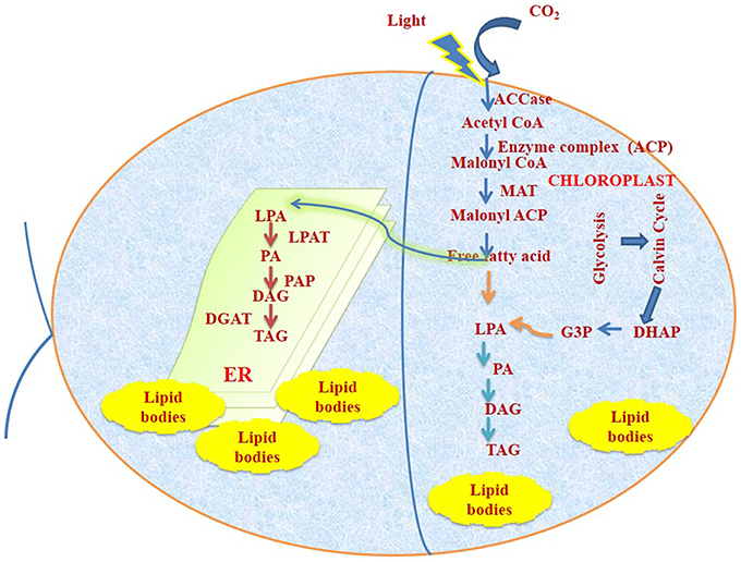 Metabolic Engineering of Microalgal Based Biofuel Production: Prospects and Challenges