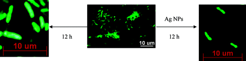 Green Fluorescent Protein-Expressing Escherichia coli as a Model System for Investigating the Antimic