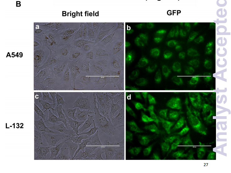 Green synthesis of multifunctional carbon dots from coriander leaves and their potential application 