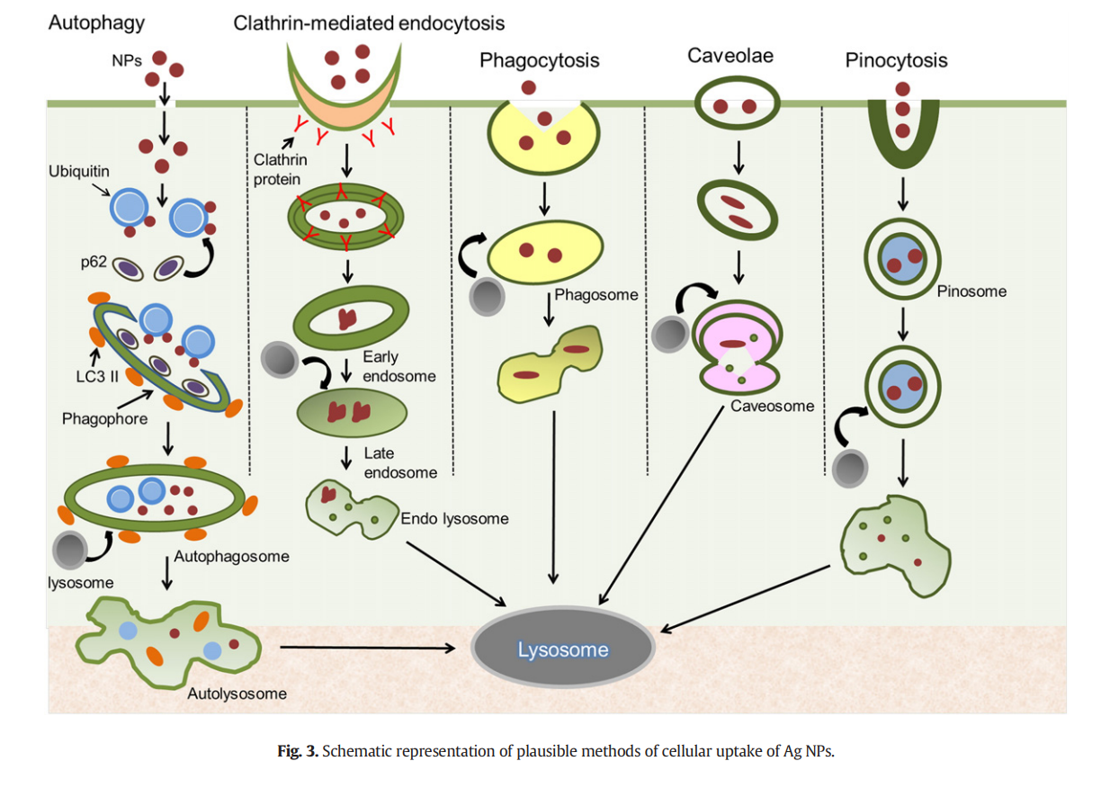 Perturbation of cellular mechanistic system by silver nanoparticle toxicity: Cytotoxic, genotoxic and