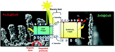 Enhanced photocatalytic activity of hierarchical three dimensional metal oxide@ CuO nanostructures to