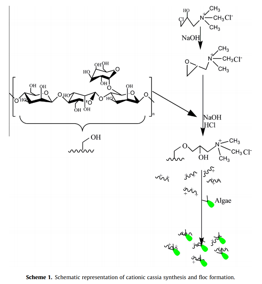 Study of algal biomass harvesting through cationic cassia gum, a natural plant based biopolymer