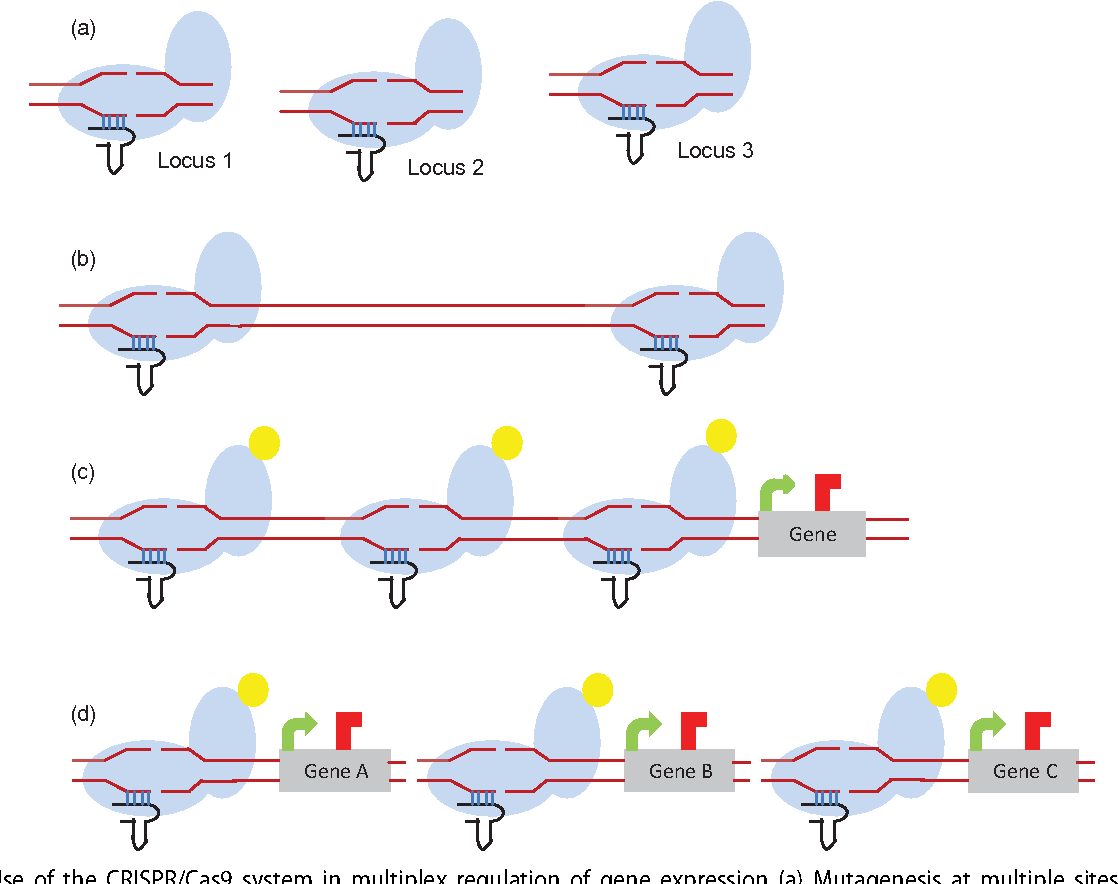 Improvements in algal lipid production: a systems biology and gene editing approach