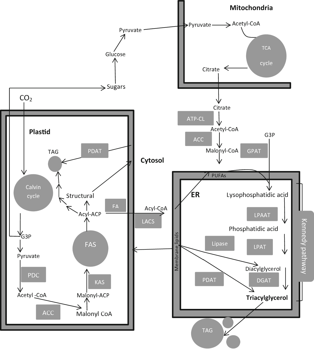 Metabolic pathways for lipid synthesis under nitrogen stress in Chlamydomonas and Nannochloropsis