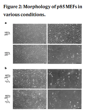 Involvement of p85 in p53-dependent apoptotic response to oxidative stress