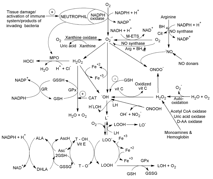 The Role of Antioxidants in Human Health