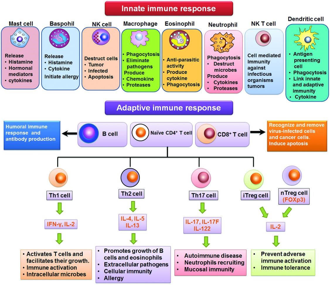 Plant-derived immunomodulators: an insight on their preclinical evaluation and clinical trials