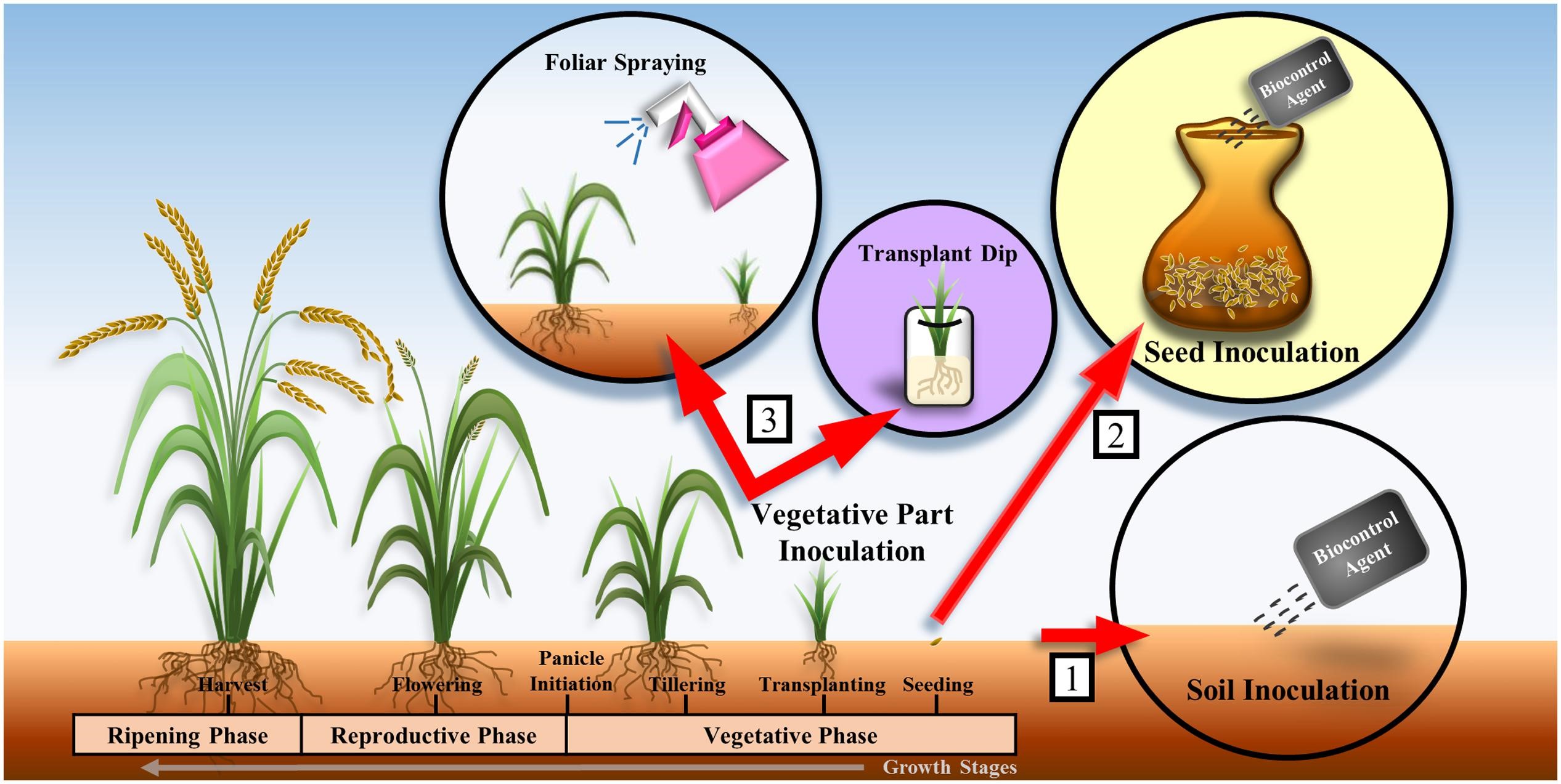 The potential of Streptomyces as biocontrol agents against the rice blast fungus, Magnaporthe oryzae 