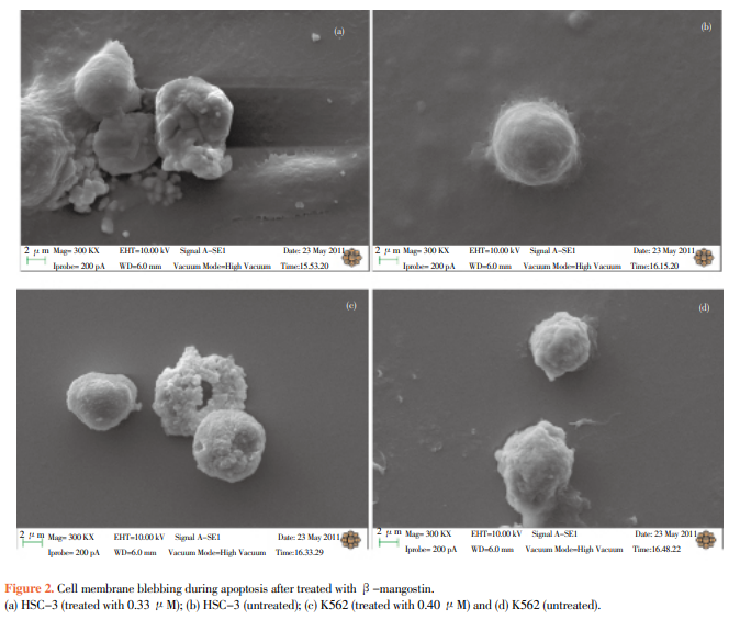 Apoptosis, antimicrobial and antioxidant activities of phytochemicals from Garcinia malaccensis Hk.f